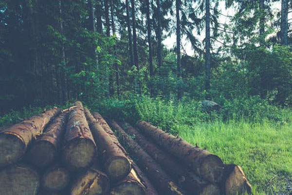 Информация за дървен материал плевен 13